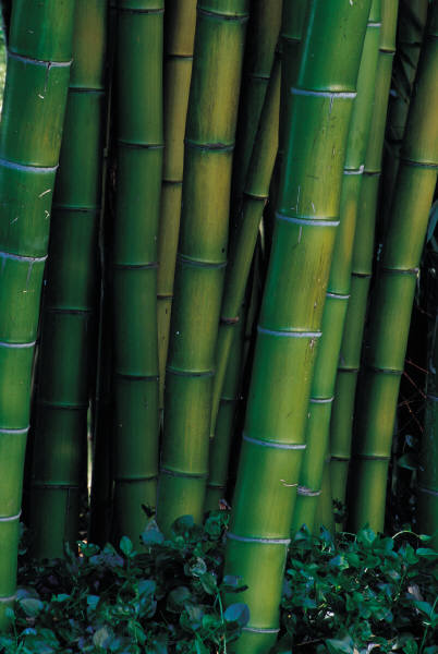 bamboe